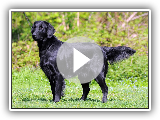 Cobrador de Pelo Liso / Raça de cachorro